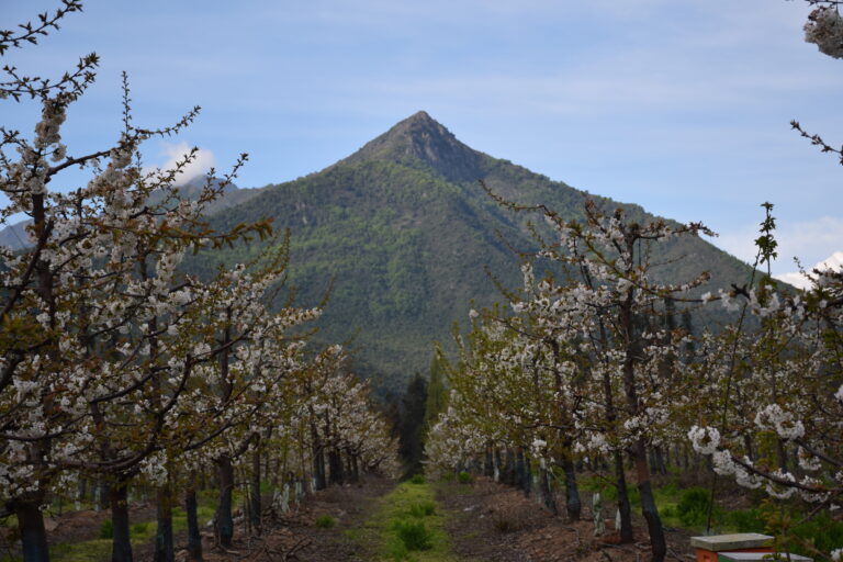 cultivos de cereza