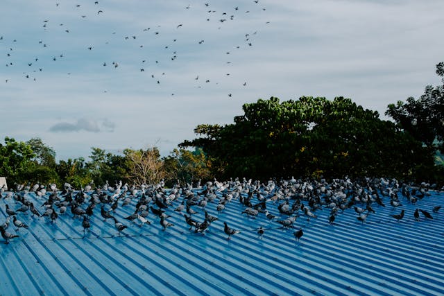 Bird Ion
