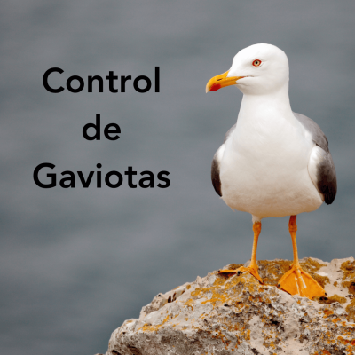 Control de Gaviotas