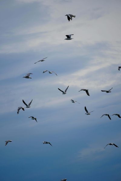 laser disuasorio de aves